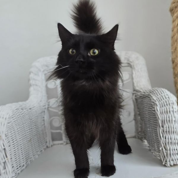 Midwest Meower thumbnail 5