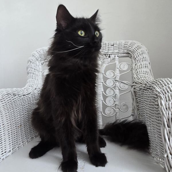 Midwest Meower thumbnail 6