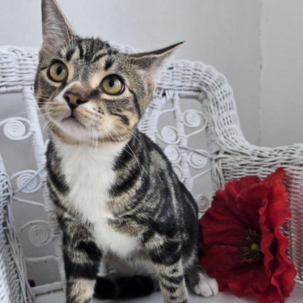 Stephen E Benny thumbnail 2