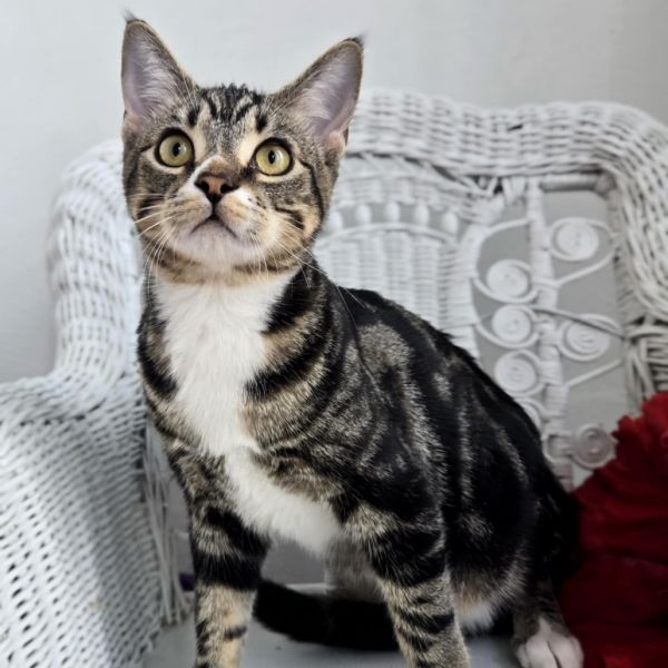 Stephen E Benny thumbnail 5