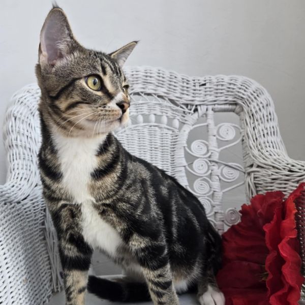 Stephen E Benny thumbnail 6