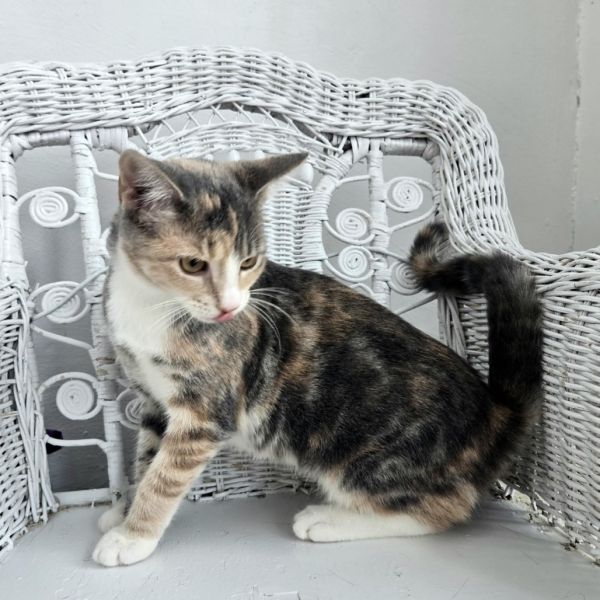 Penny E Benny thumbnail 3