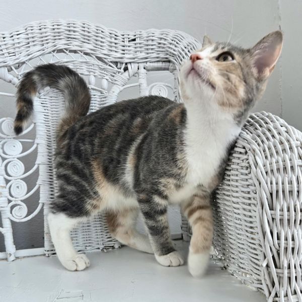 Penny E Benny thumbnail 4