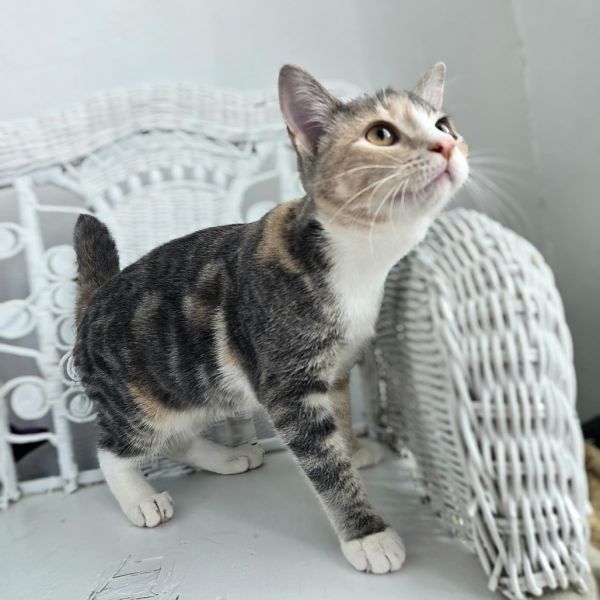 Penny E Benny thumbnail 5