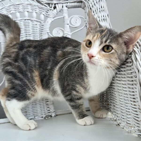 Penny E Benny thumbnail 6