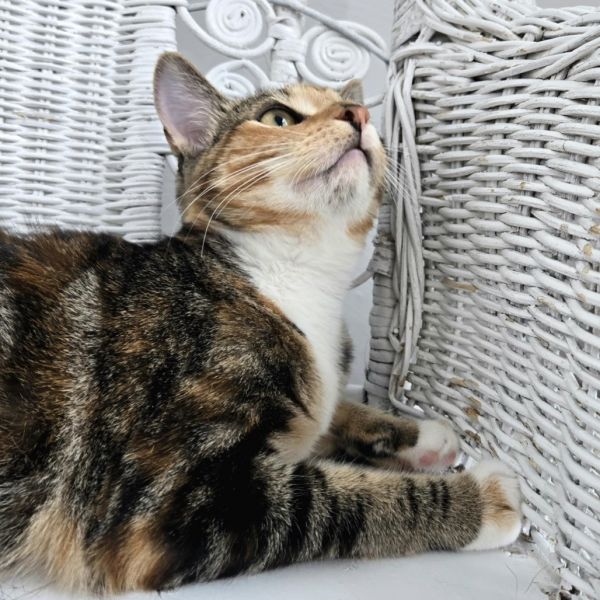 Fab E Benny thumbnail 2