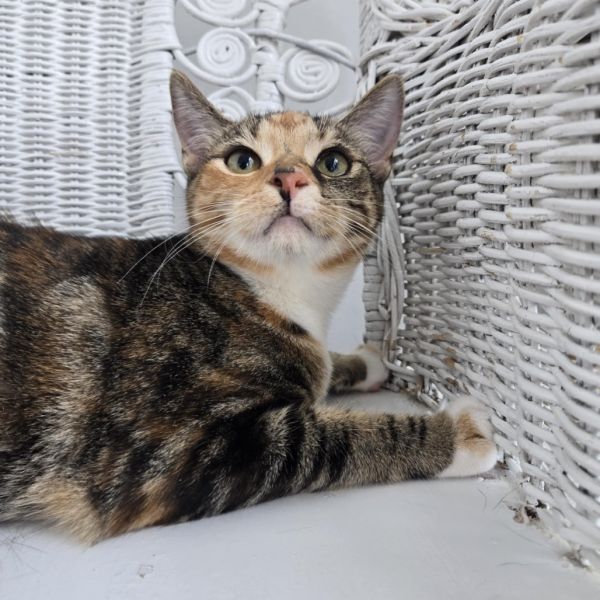 Fab E Benny thumbnail 3