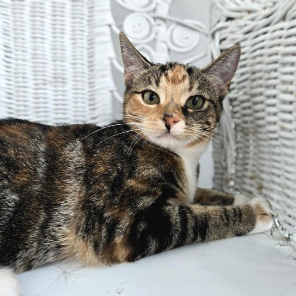 Fab E Benny thumbnail 4