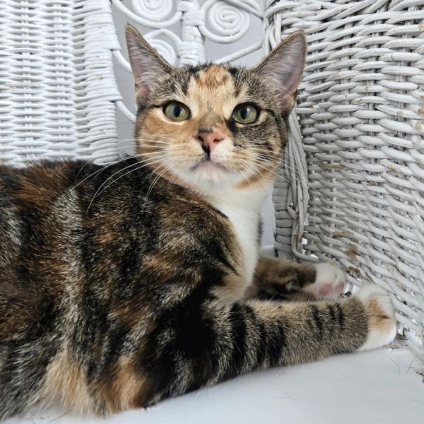 Fab E Benny thumbnail 5