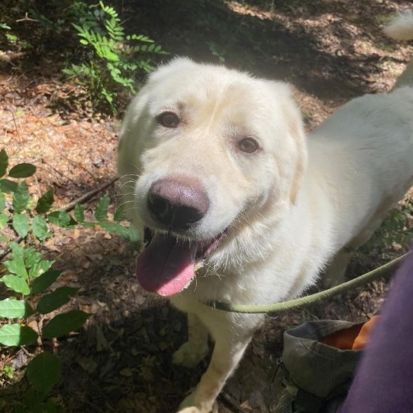 Marshmallow thumbnail 3