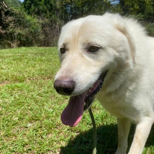 Marshmallow thumbnail 4