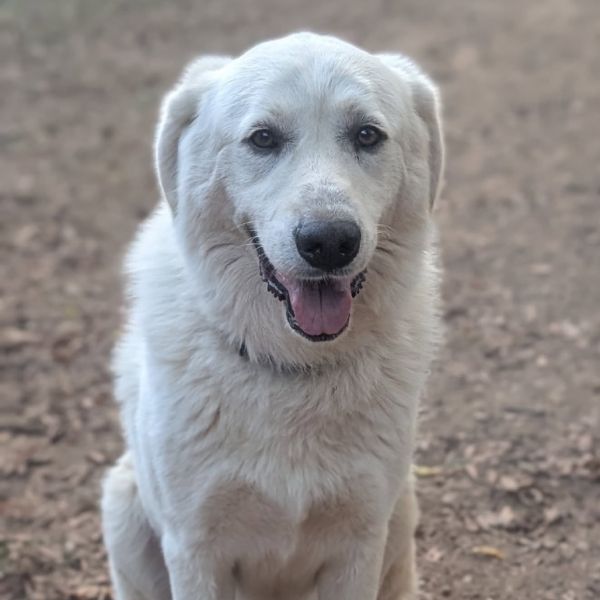 Marshmallow thumbnail 6