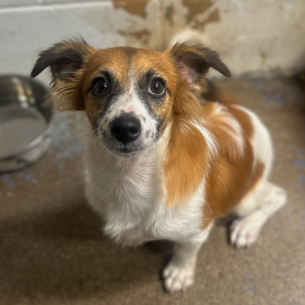 Chicken Nugget, an adoptable Jack Russell Terrier, Papillon in Wahiawa, HI, 96786 | Photo Image 1
