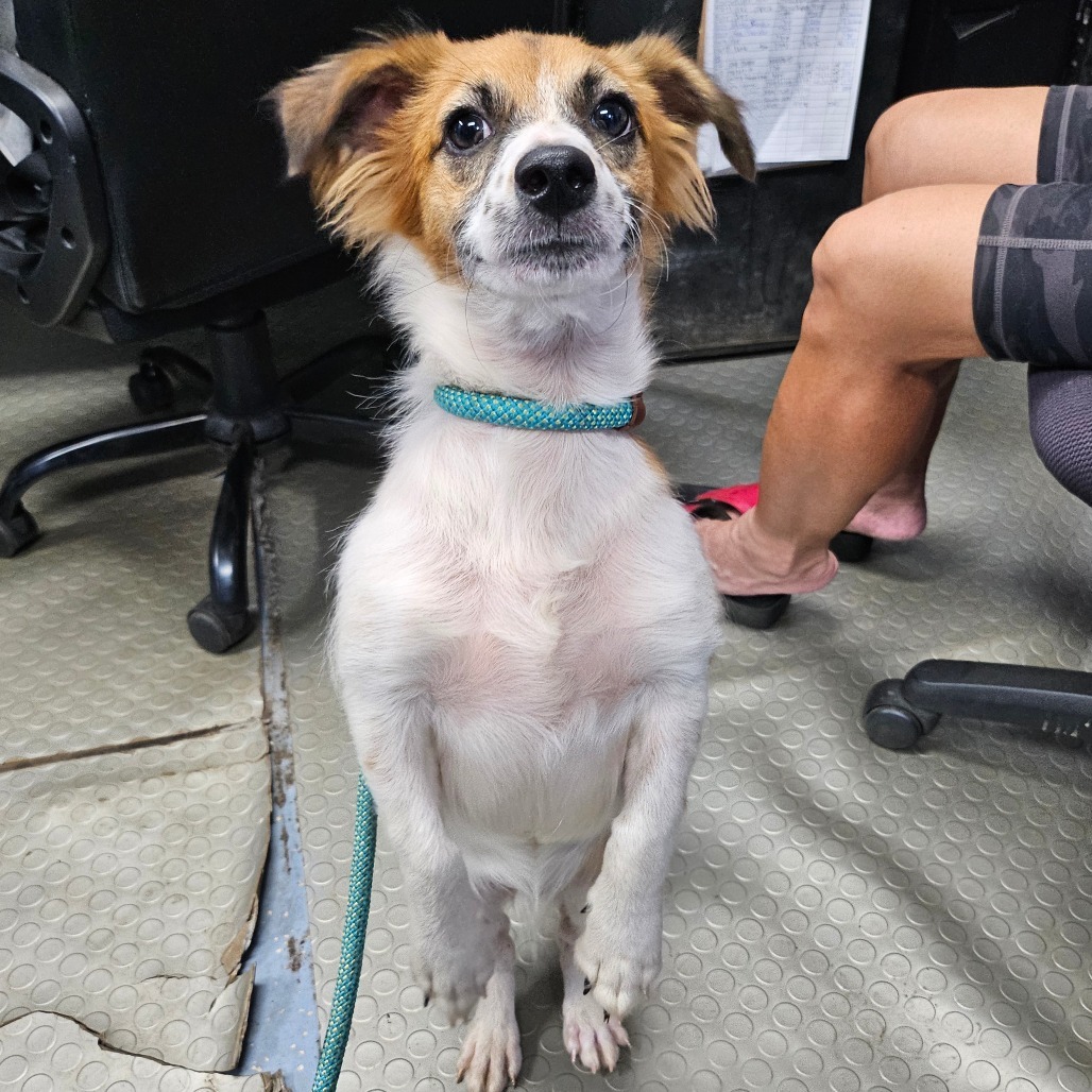Chicken Nugget, an adoptable Jack Russell Terrier, Papillon in Wahiawa, HI, 96786 | Photo Image 2