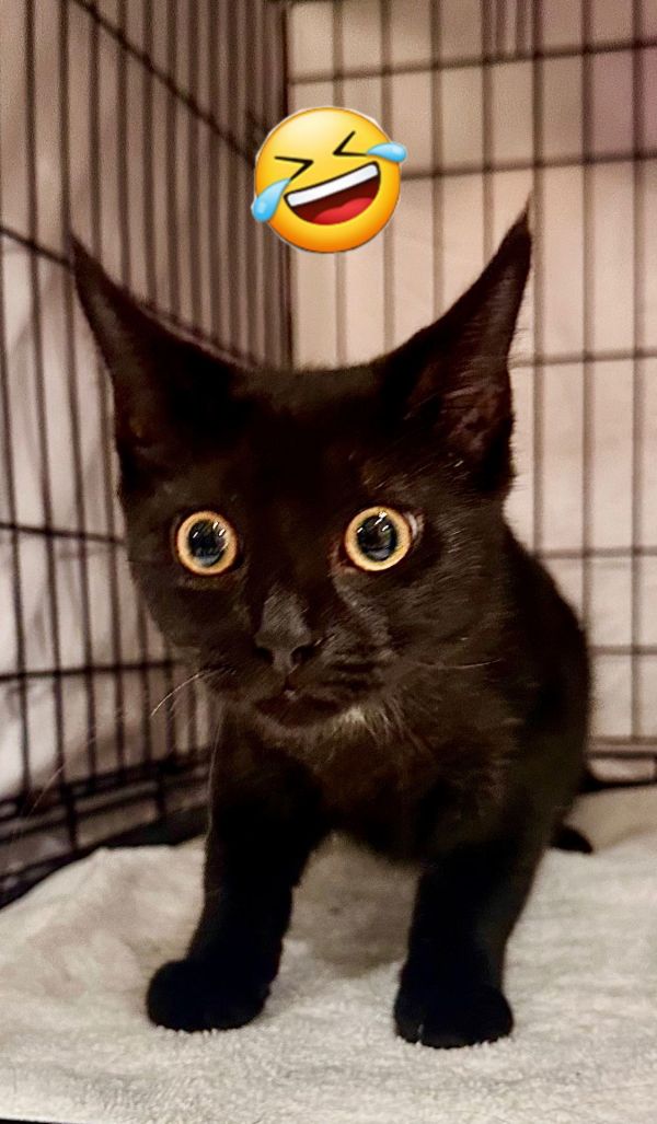 Gavin  Jenkintown Ps thumbnail 3