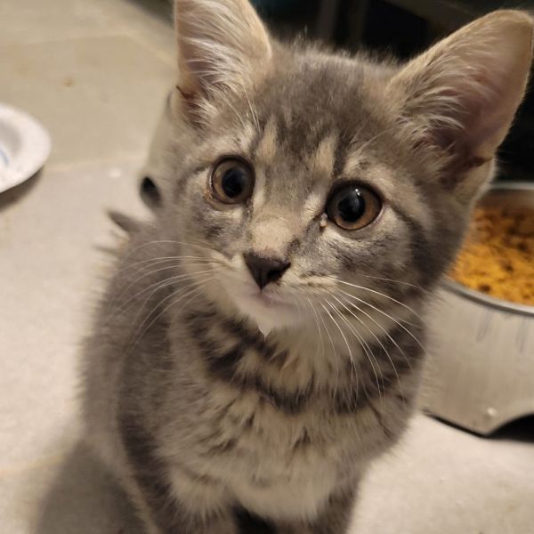 Annabelle thumbnail 2