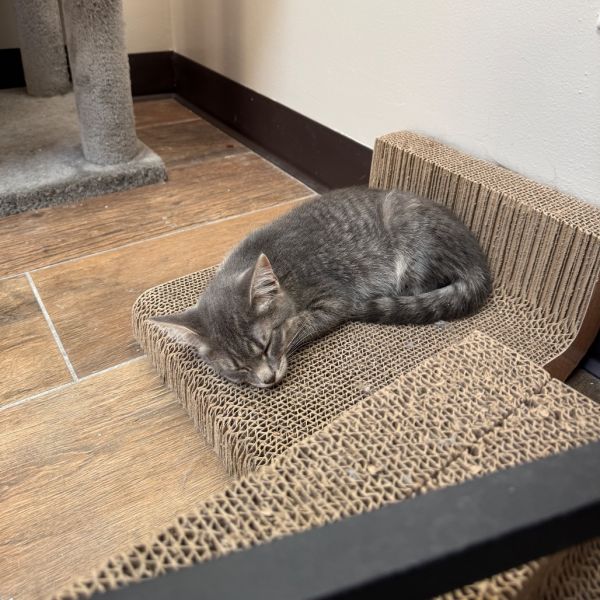 Annabelle thumbnail 3