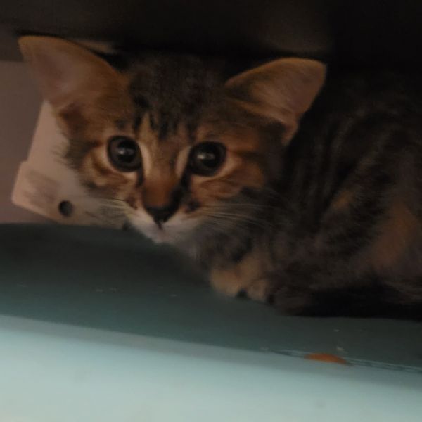 Pennywise thumbnail 2