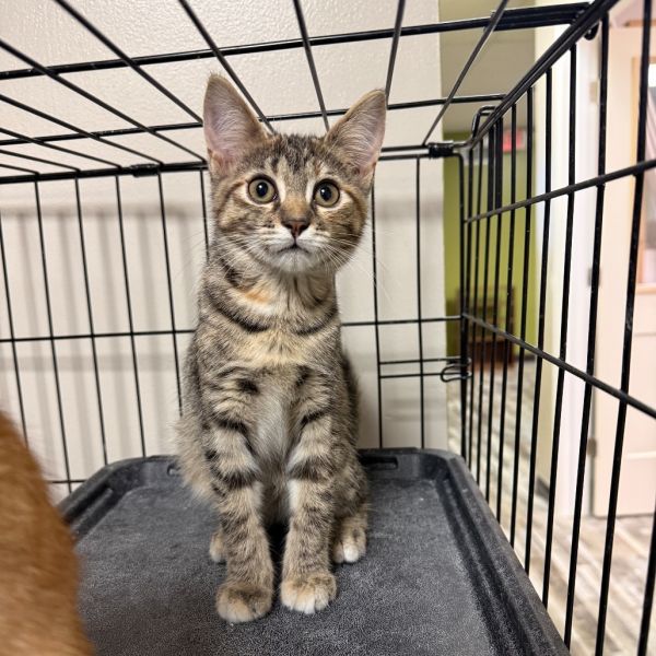 Pennywise thumbnail 3