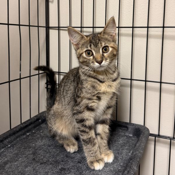 Pennywise thumbnail 4