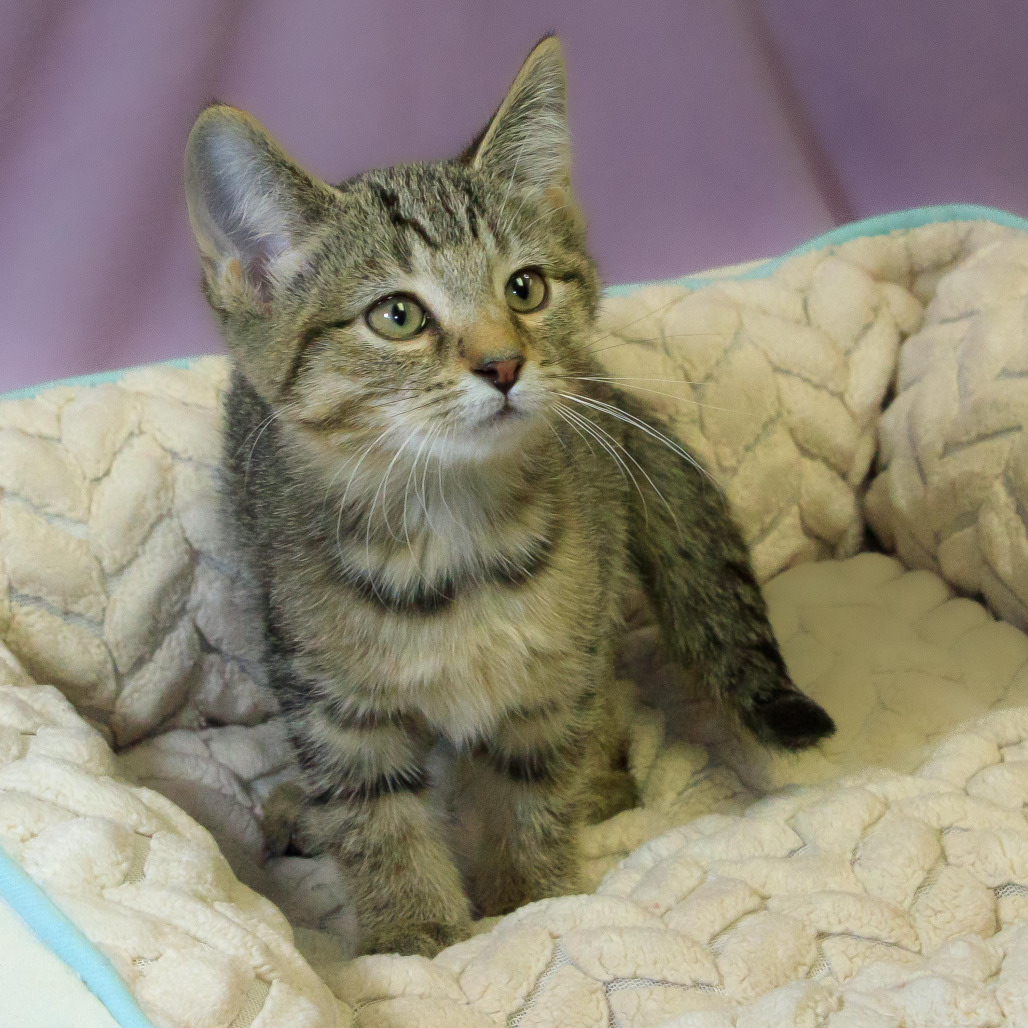 Appt Pending - Dizzy