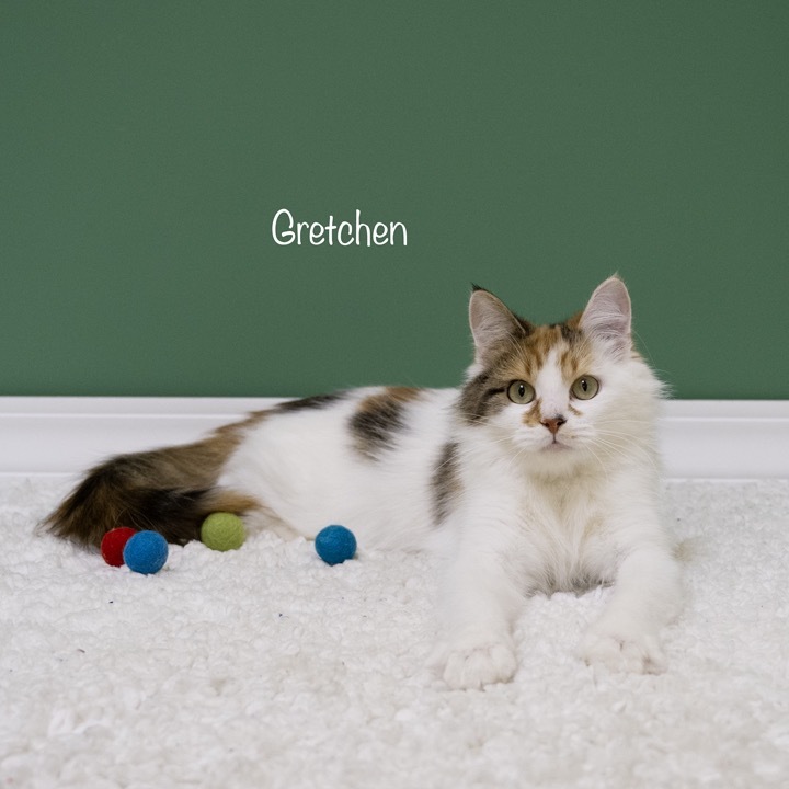 Gretchen