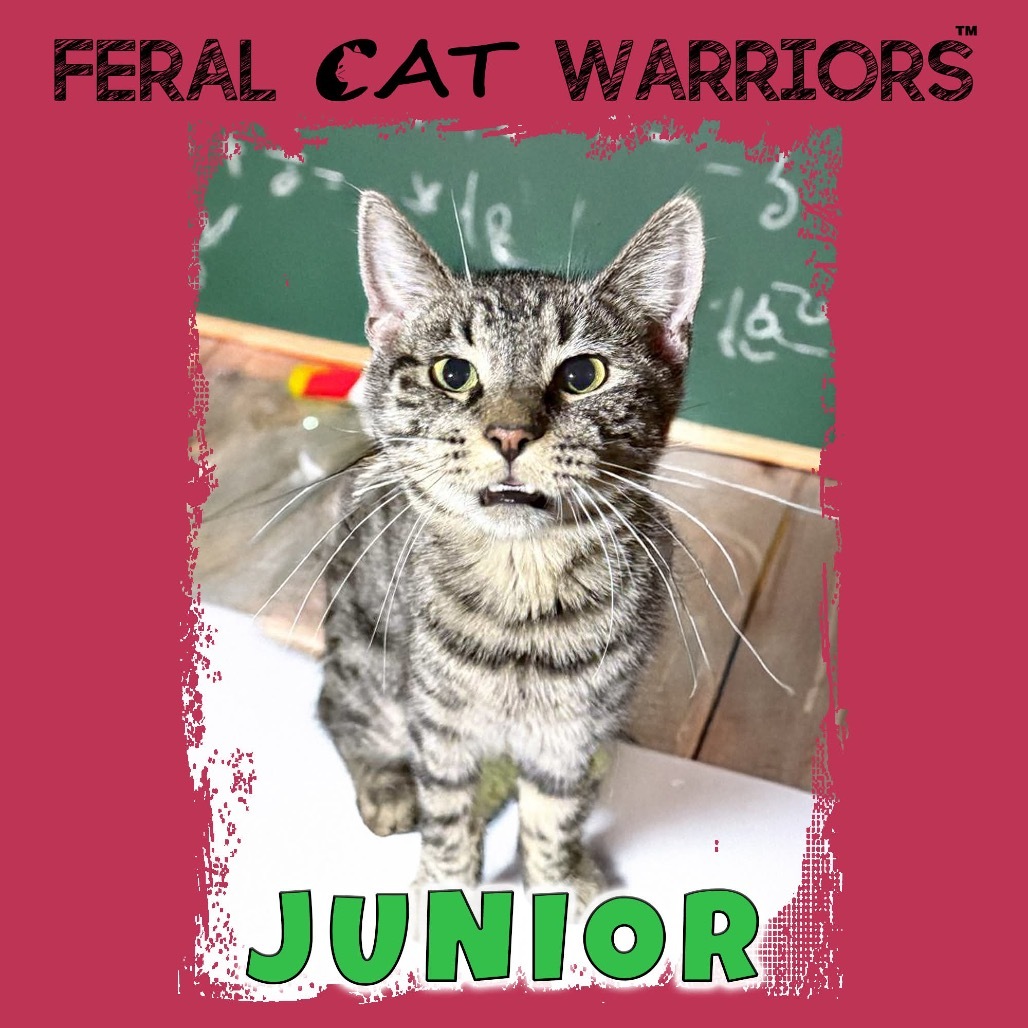Junior, an adoptable Domestic Short Hair in Kingman, AZ, 86401 | Photo Image 1