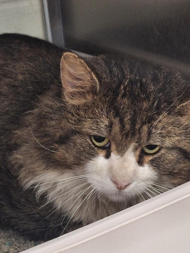 Frankenstein-Working Cat