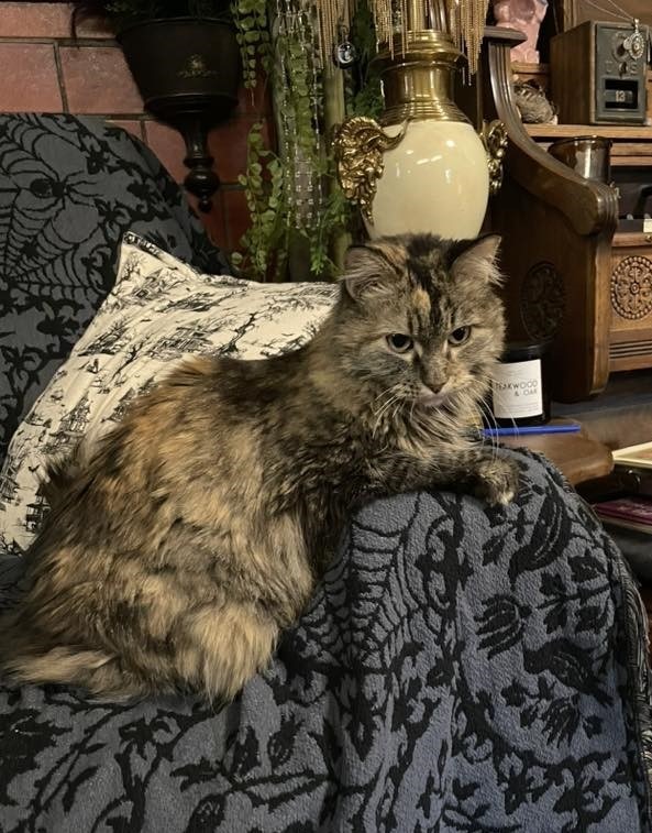 Constellation (Stella) - In Foster