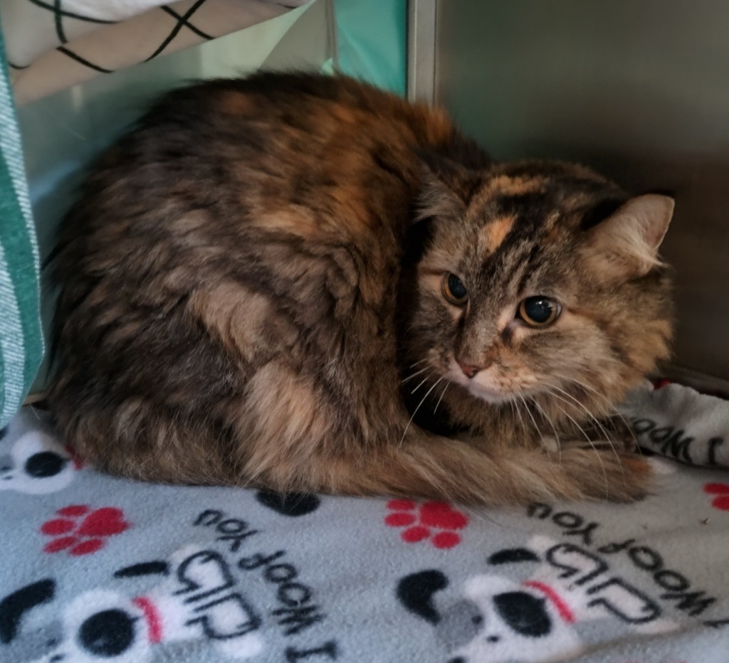 Constellation (Stella) - In Foster