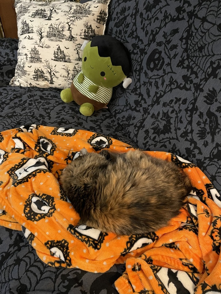 Constellation (Stella) - In Foster