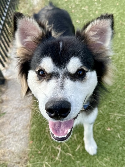 Oreo