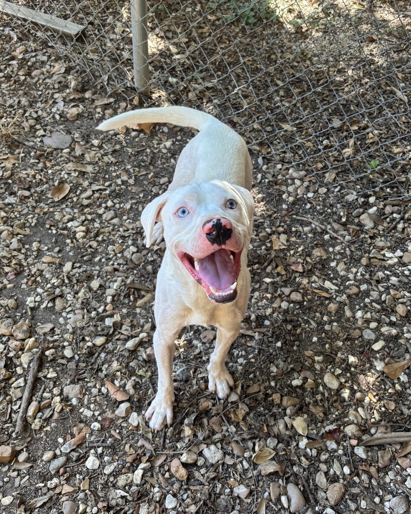 Wyatt the White Knight