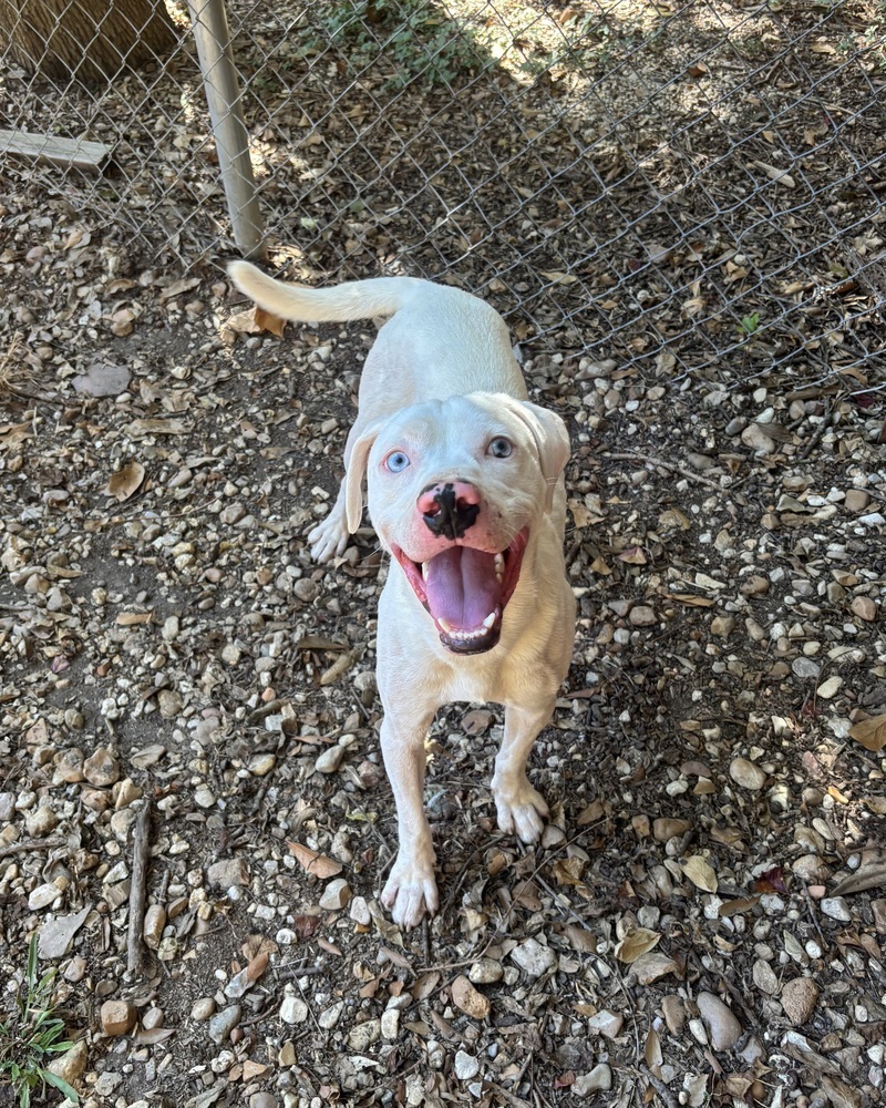 Wyatt the White Knight