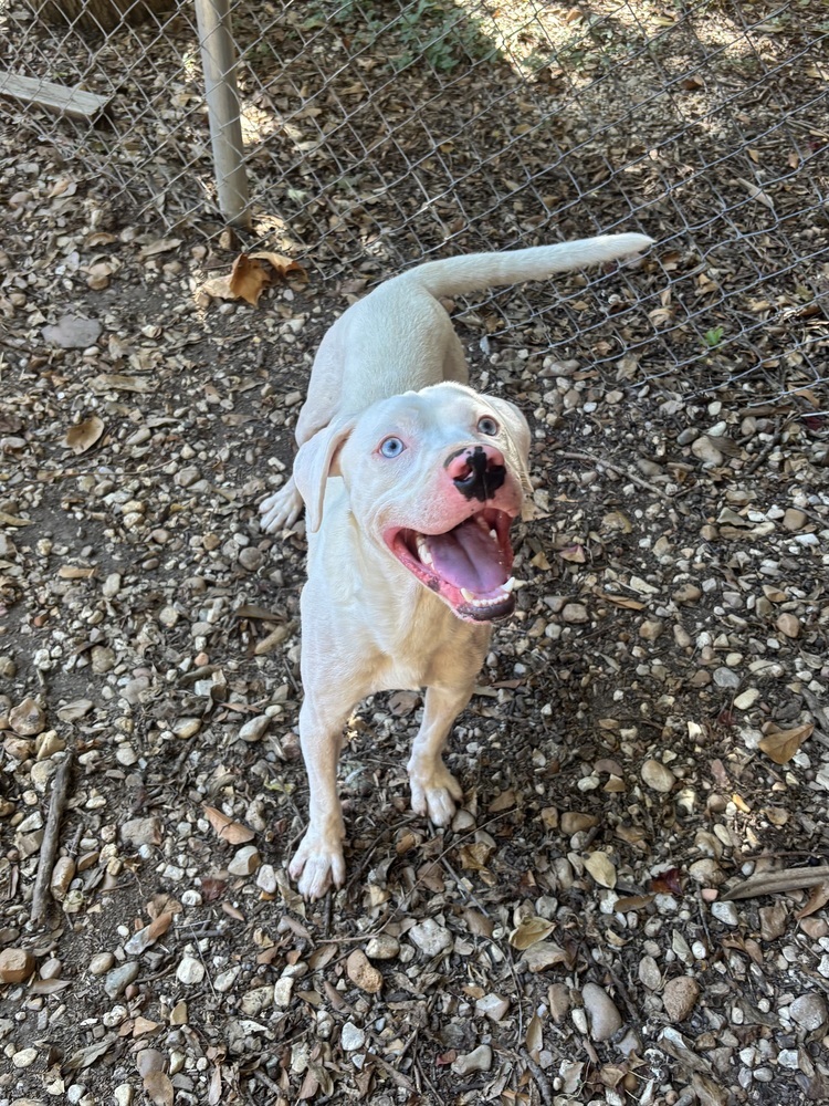 Wyatt the White Knight