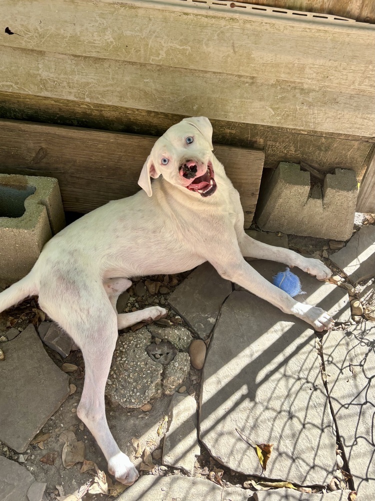 Wyatt the White Knight