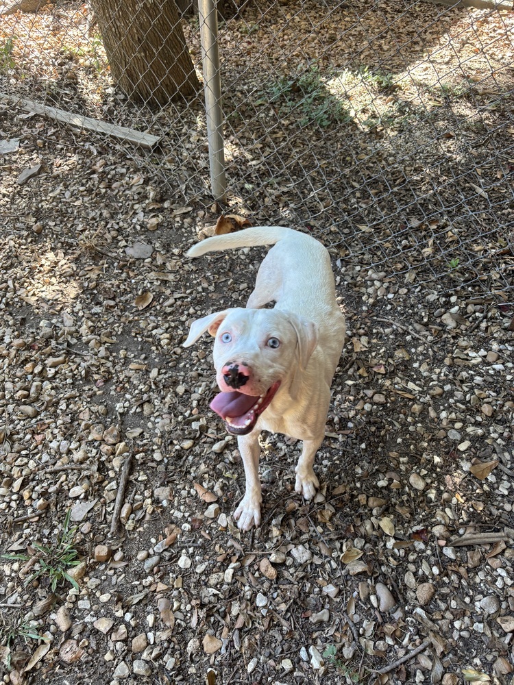 Wyatt the White Knight