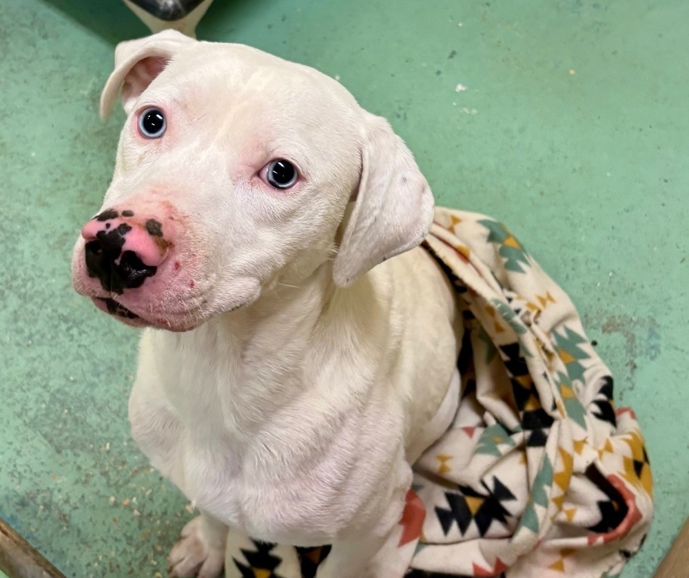 Wyatt the White Knight