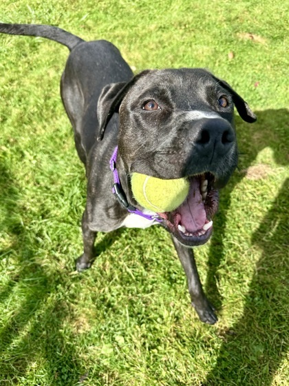 *Seeking Foster* Jedi, an adoptable Pit Bull Terrier, Mixed Breed in Harbor Springs, MI, 49740 | Photo Image 1