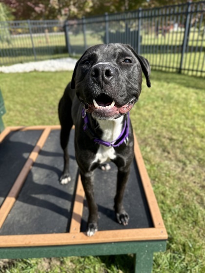 *Seeking Foster* Jedi, an adoptable Pit Bull Terrier, Mixed Breed in Harbor Springs, MI, 49740 | Photo Image 2
