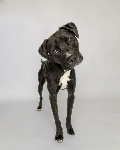 *Seeking Foster* Jedi, an adoptable Pit Bull Terrier, Mixed Breed in Harbor Springs, MI, 49740 | Photo Image 3