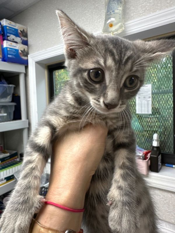 Tina Tuna thumbnail 2