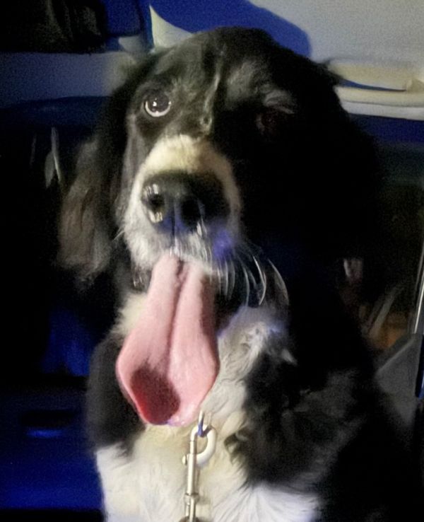 Auggie