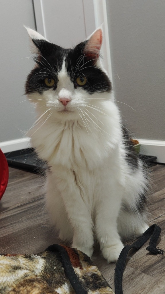 Bandit bonded to Oliver