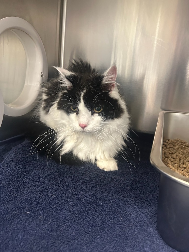 Bandit bonded to Oliver