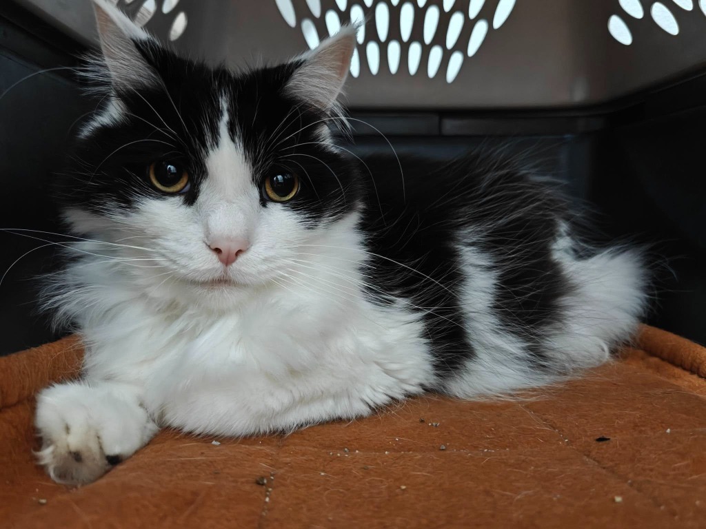 Bandit bonded to Oliver