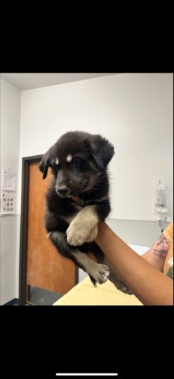 Winter, an adoptable Mixed Breed in Walla Walla, WA, 99362 | Photo Image 1