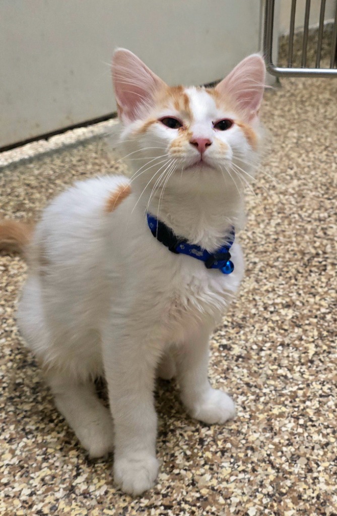 Basil, an adoptable Domestic Medium Hair in Pratt, KS, 67124 | Photo Image 2