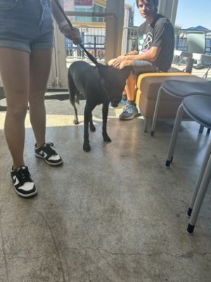 Nova