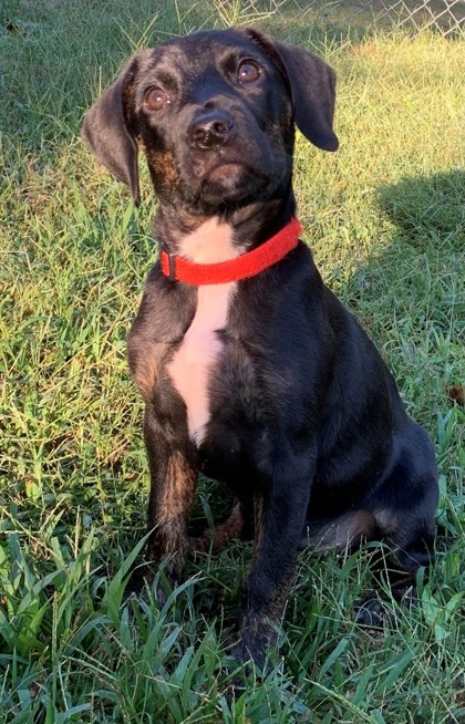Luna Belle